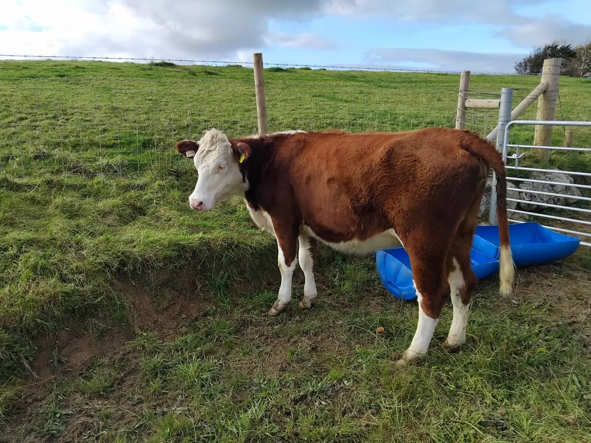 Hereford X Beef Heifer - Image 4