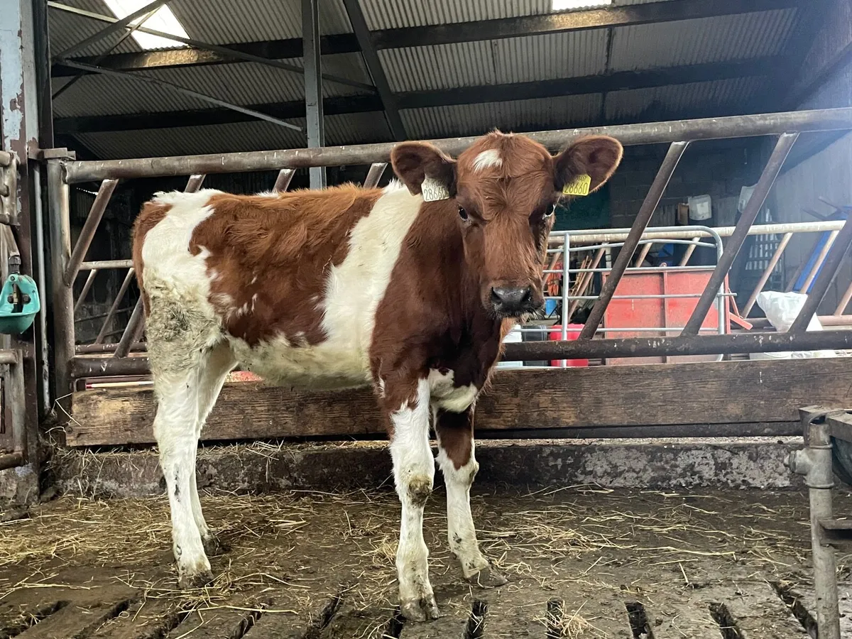 Red Friesan heifer - Image 1