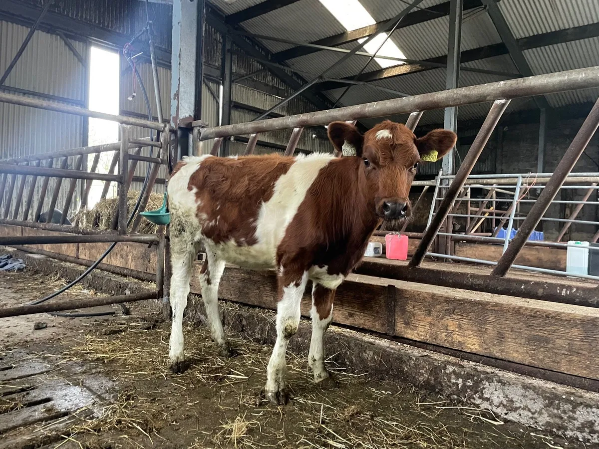 Red Friesan heifer - Image 2