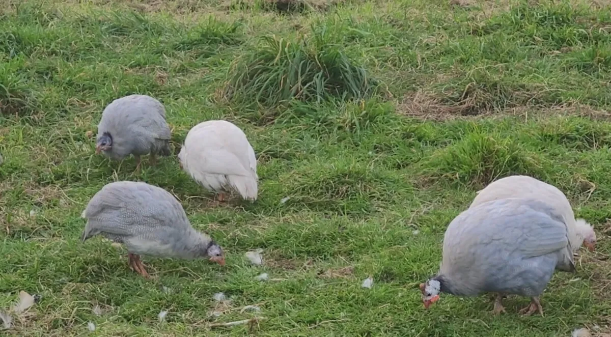 Guinea fowl - Image 2