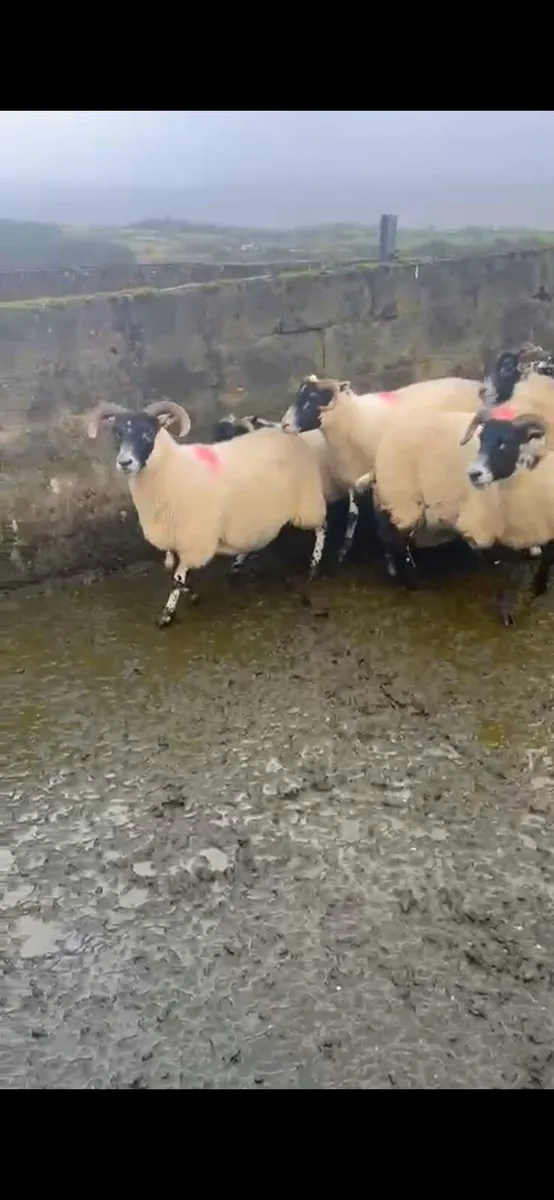 LANARK HOGGETS - Image 2