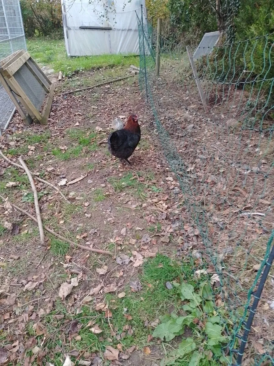 Trio of Copper marans €40 - Image 2