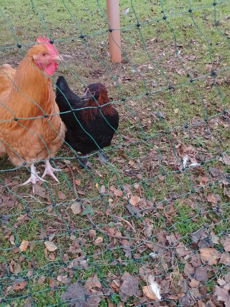 Trio of Copper marans €40 - Image 3