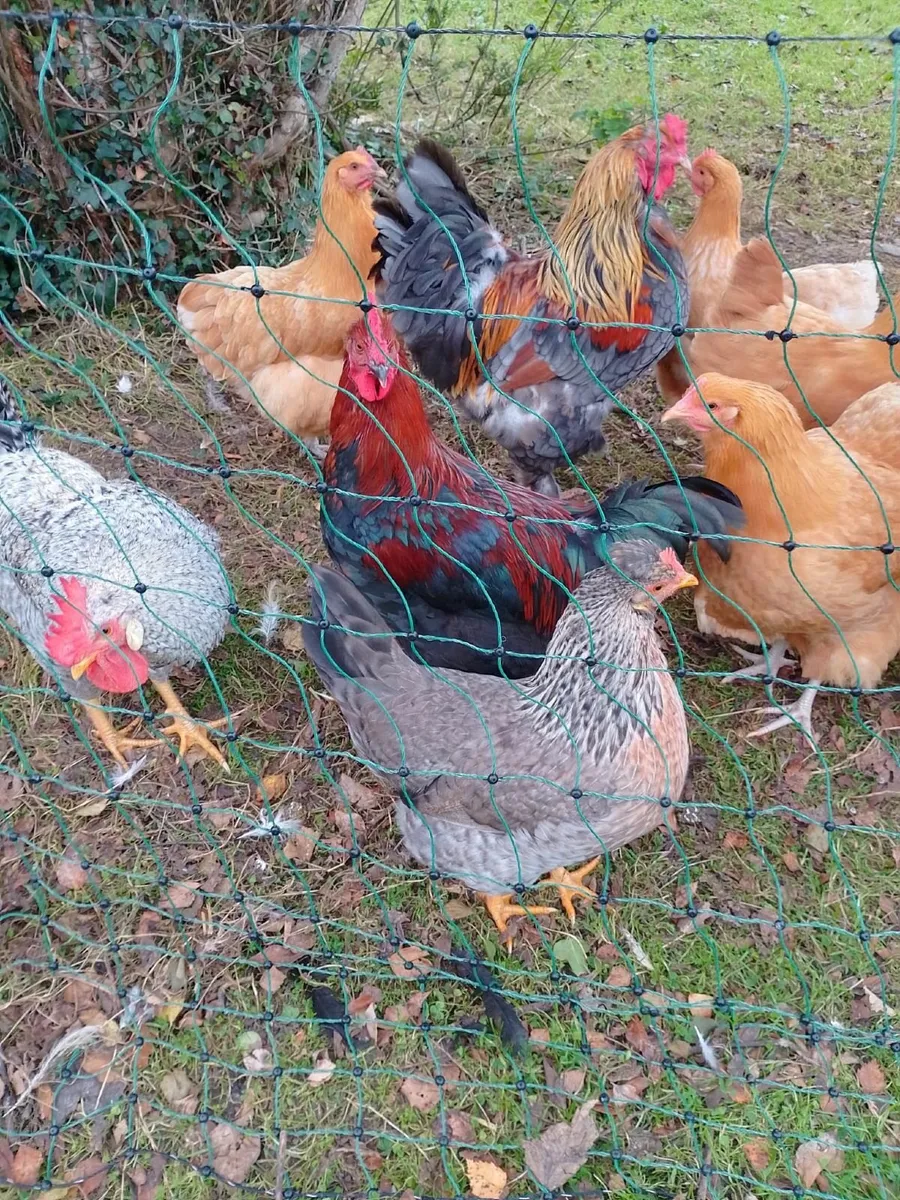 Trio of Copper marans €40 - Image 1