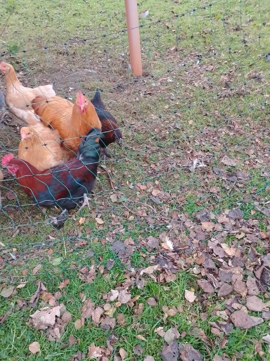 Trio of Copper marans €40 - Image 4