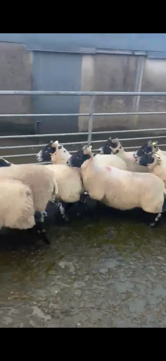 LANARK HOGGETS - Image 1