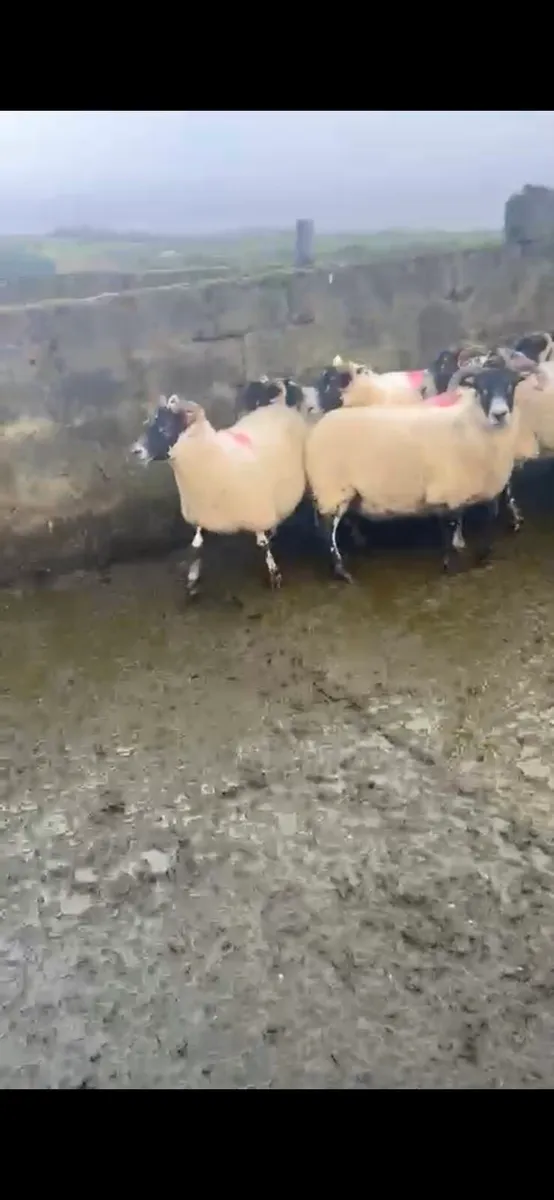 LANARK HOGGETS - Image 3
