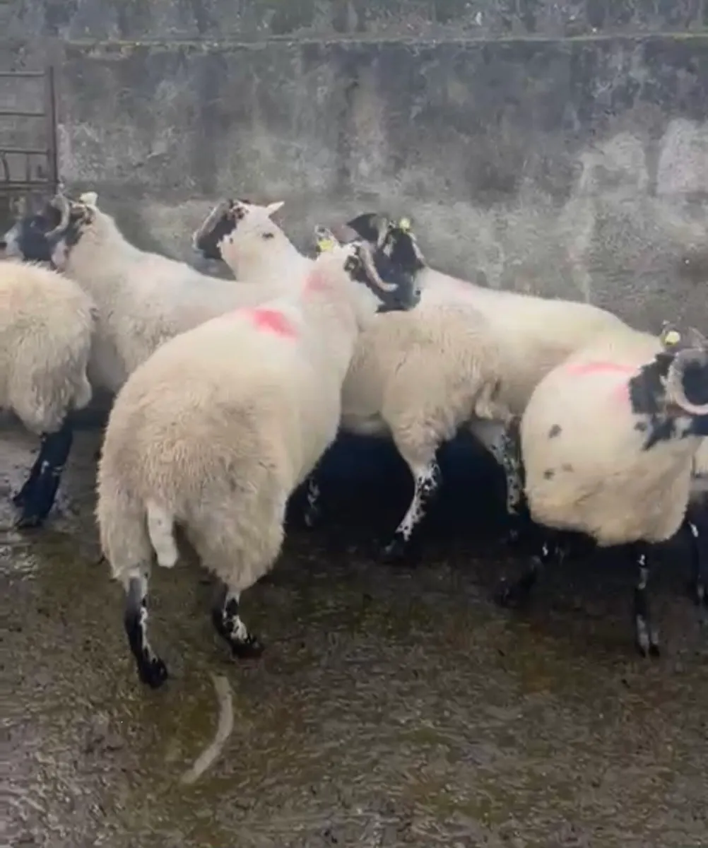 LANARK HOGGETS - Image 4