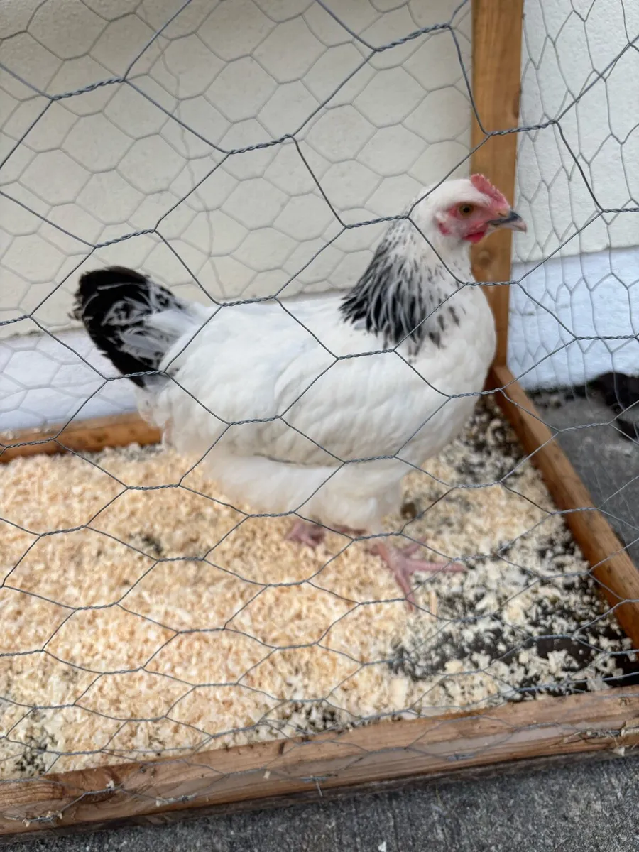 Poultry - Image 1