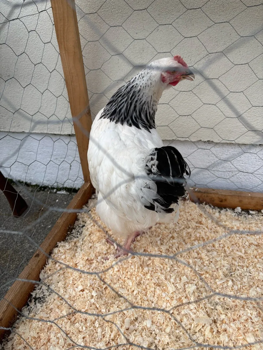 Poultry - Image 2