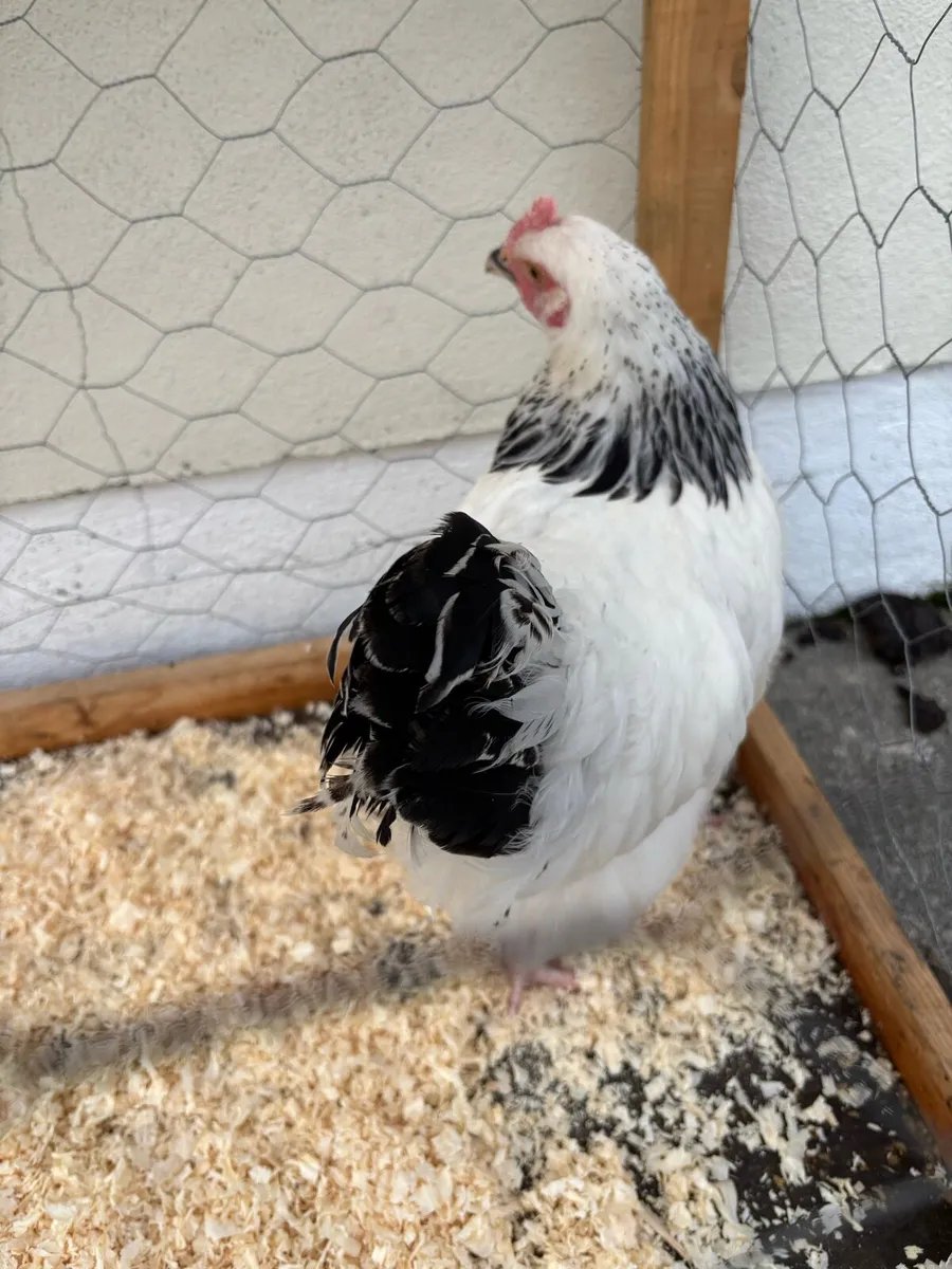 Poultry - Image 3
