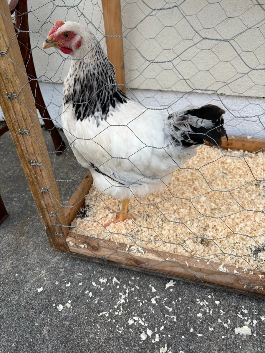 Poultry - Image 4