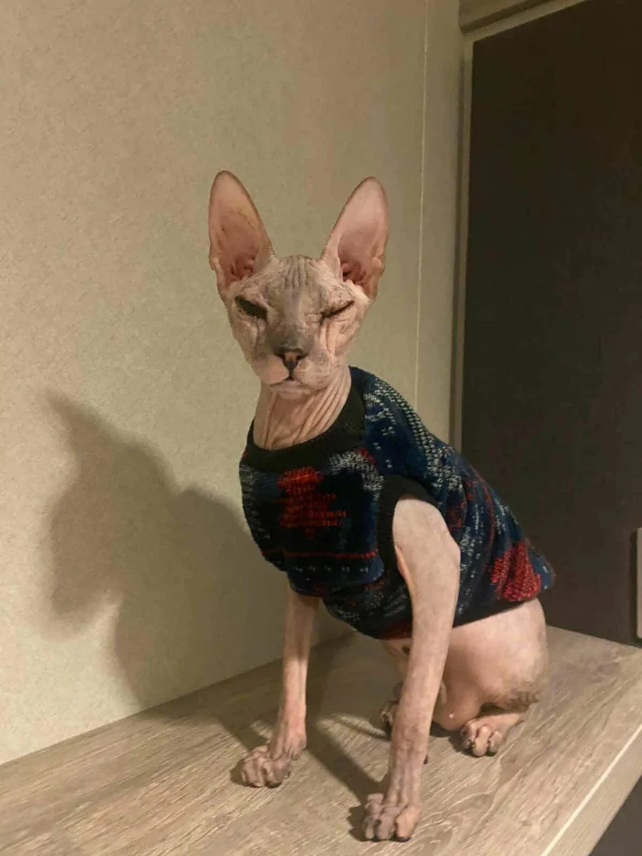 Don Sphynx Daphne, WCF registered, for sale - Image 4