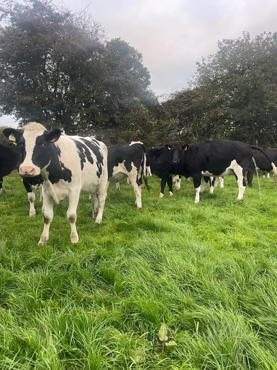 In calf heilfers - Image 1