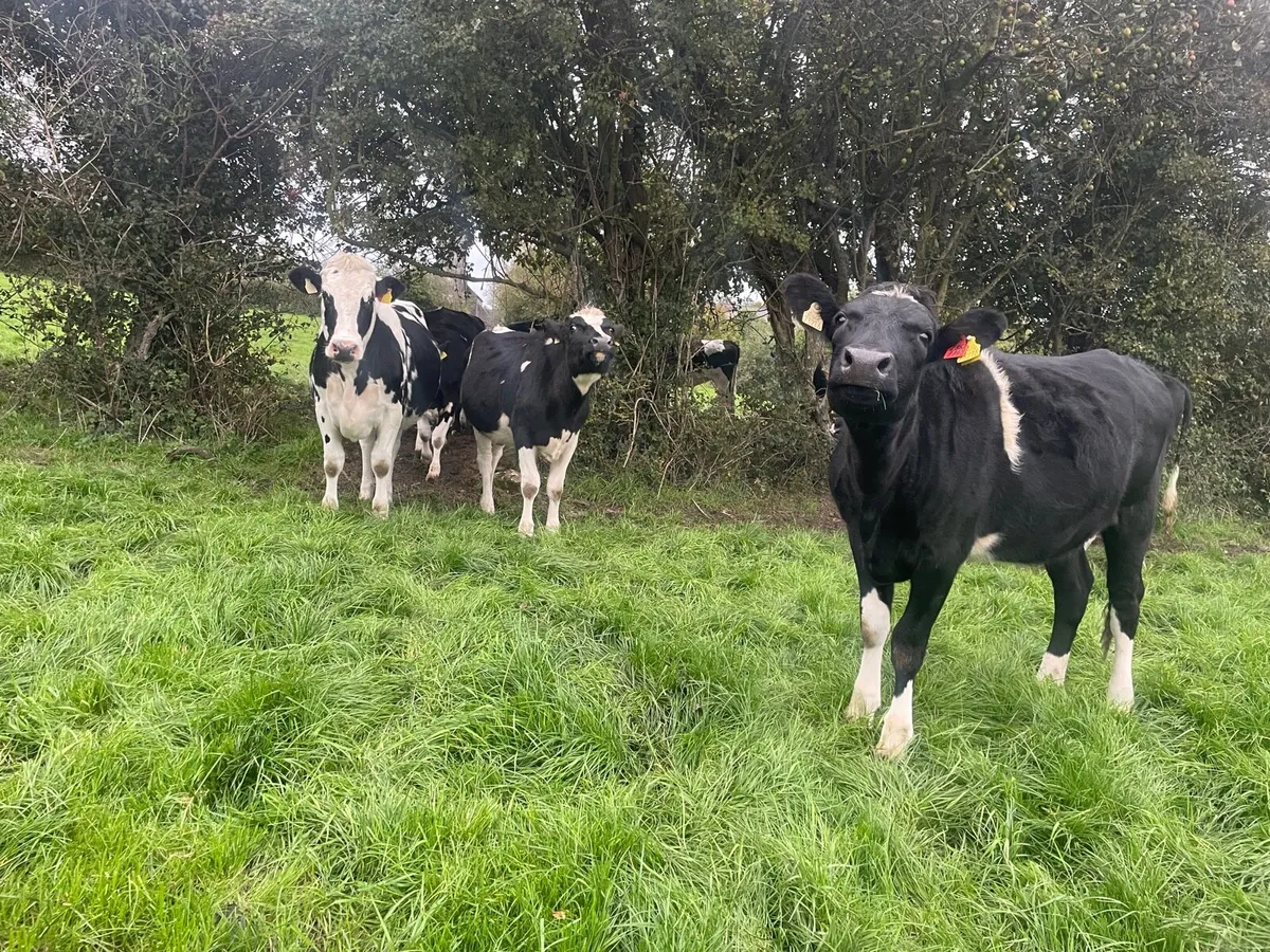 In calf heilfers - Image 2