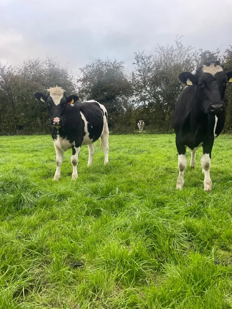 In calf heilfers - Image 3