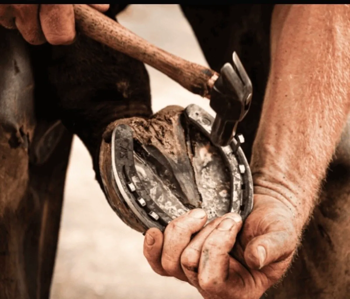 Farrier Apprentice