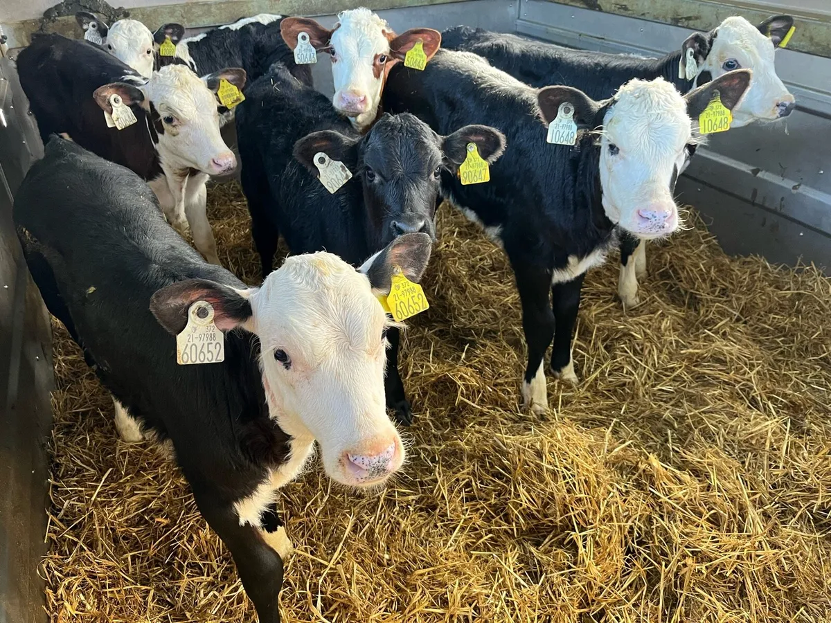 Calves - Image 1