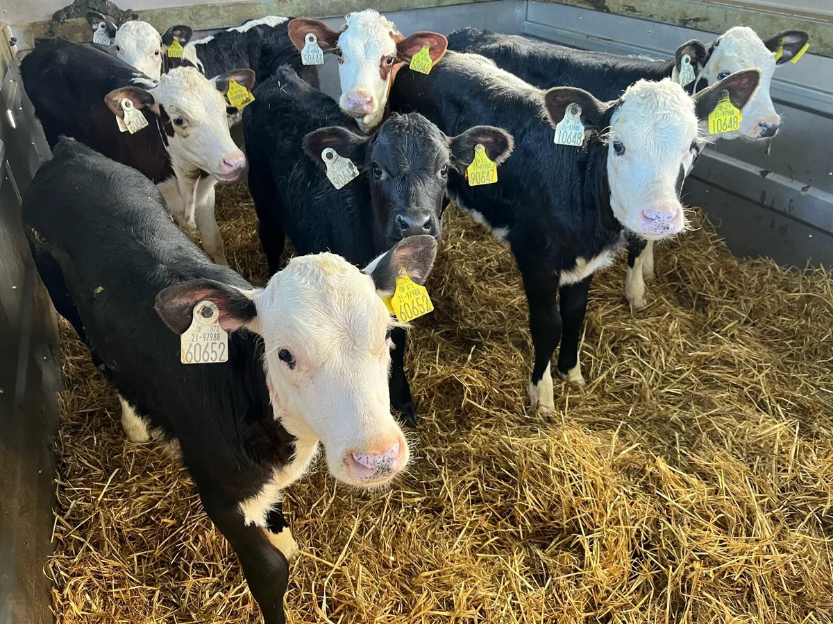 Calves - Image 2