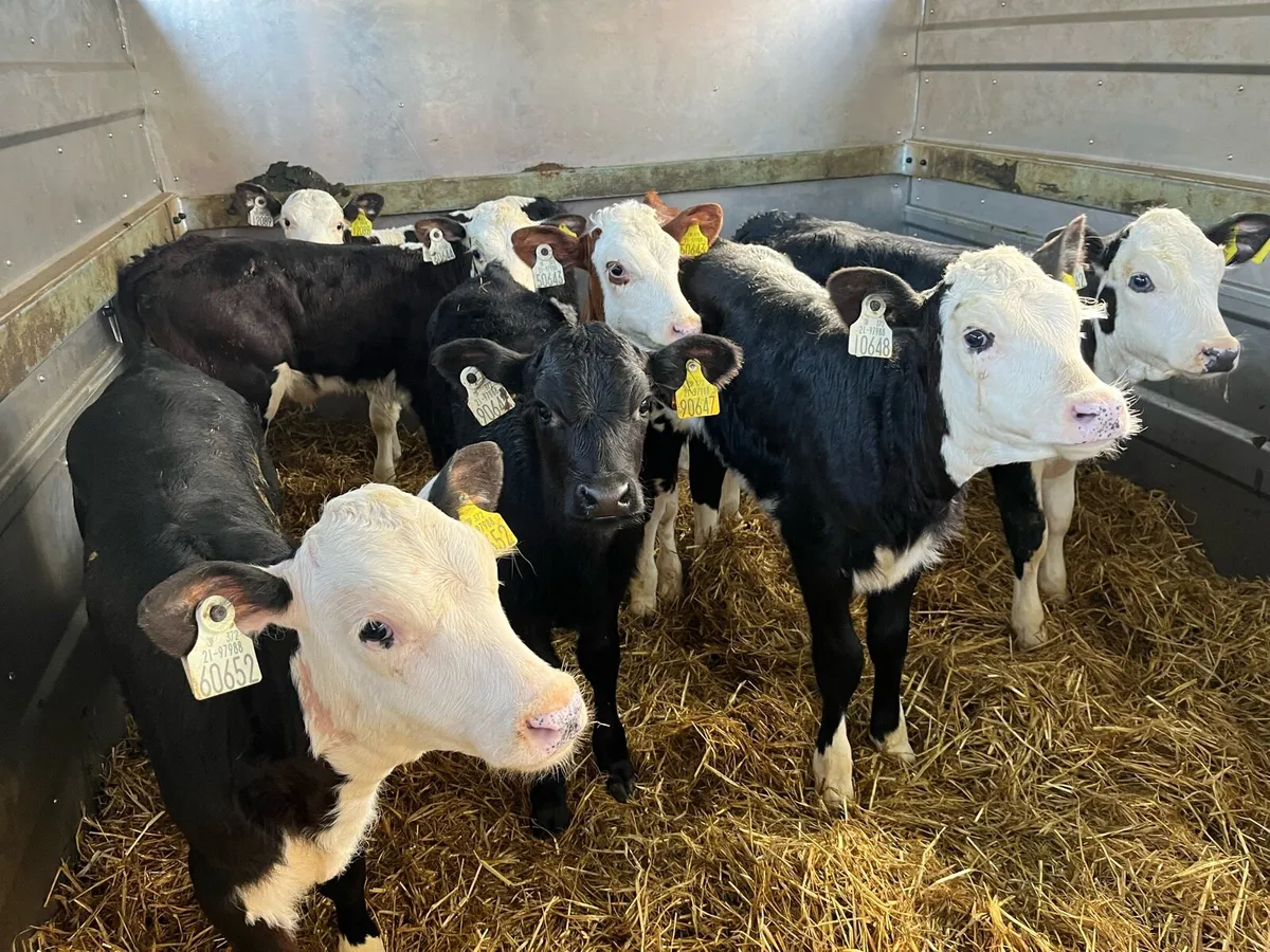 Calves - Image 3