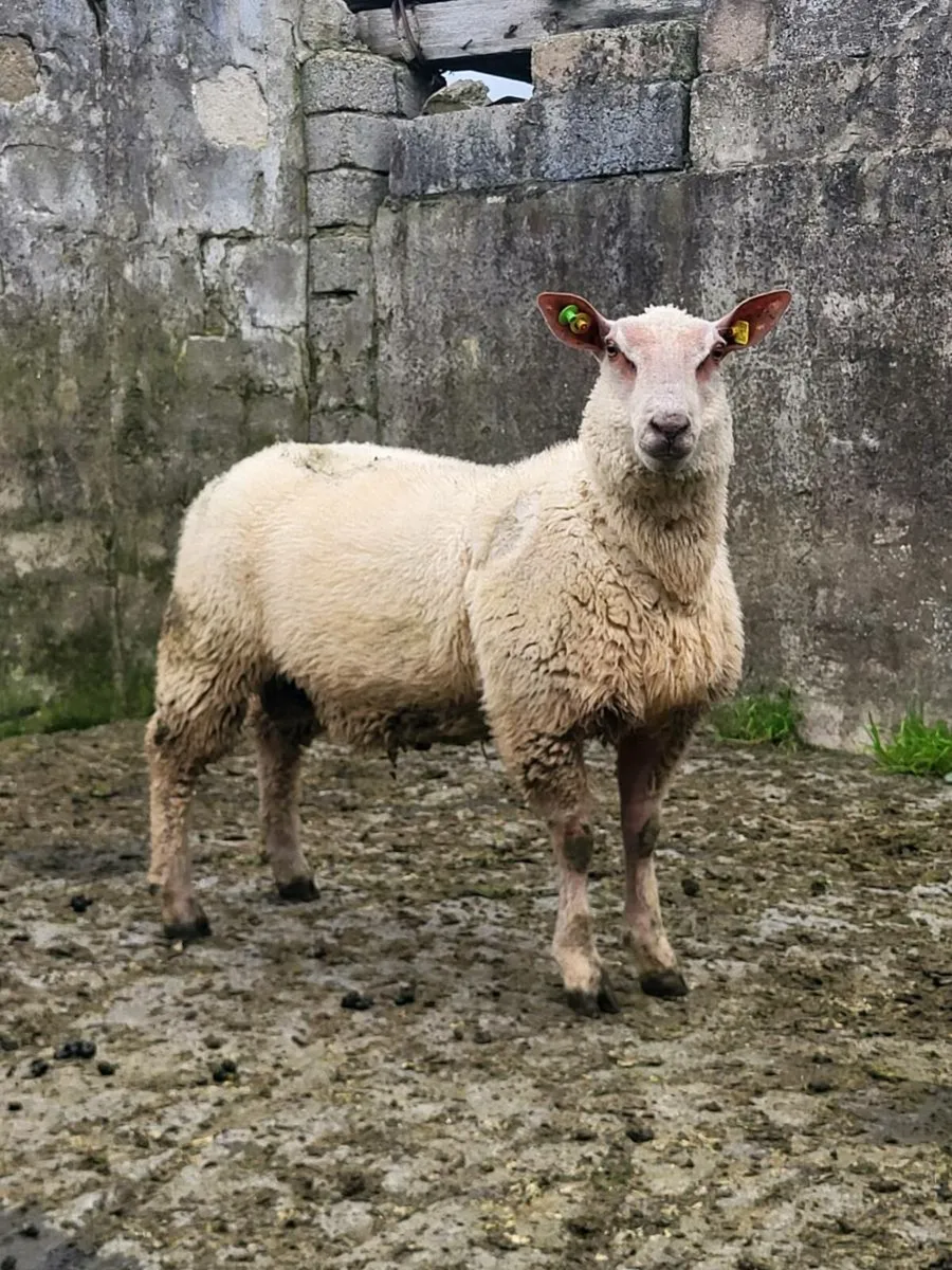 PBR Charollais Ram and ewe lambs - Image 3