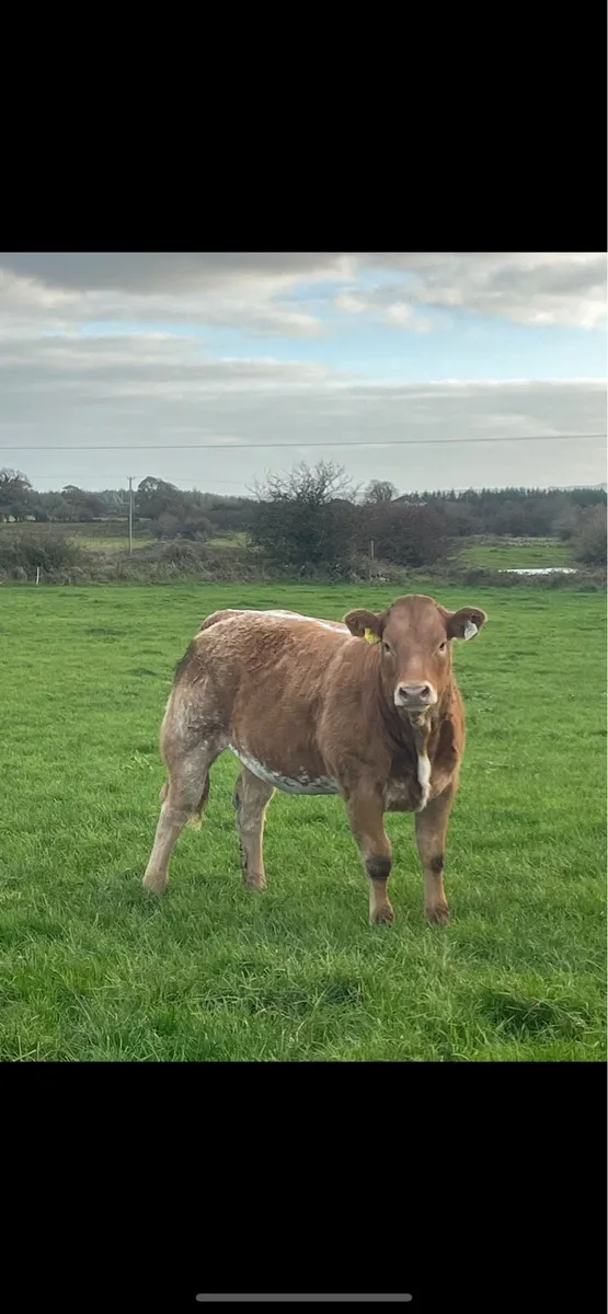 Super heifer Ballina Friday night - Image 1