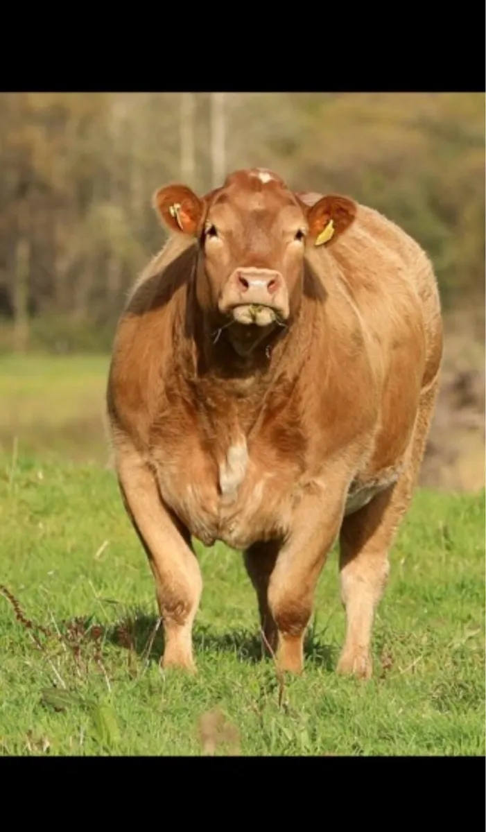 Super heifer Ballina Friday night - Image 2