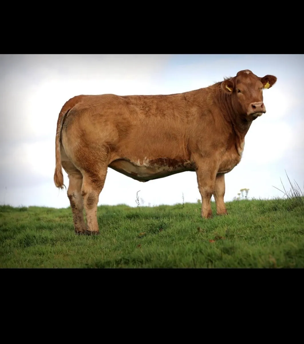Super heifer Ballina Friday night - Image 4
