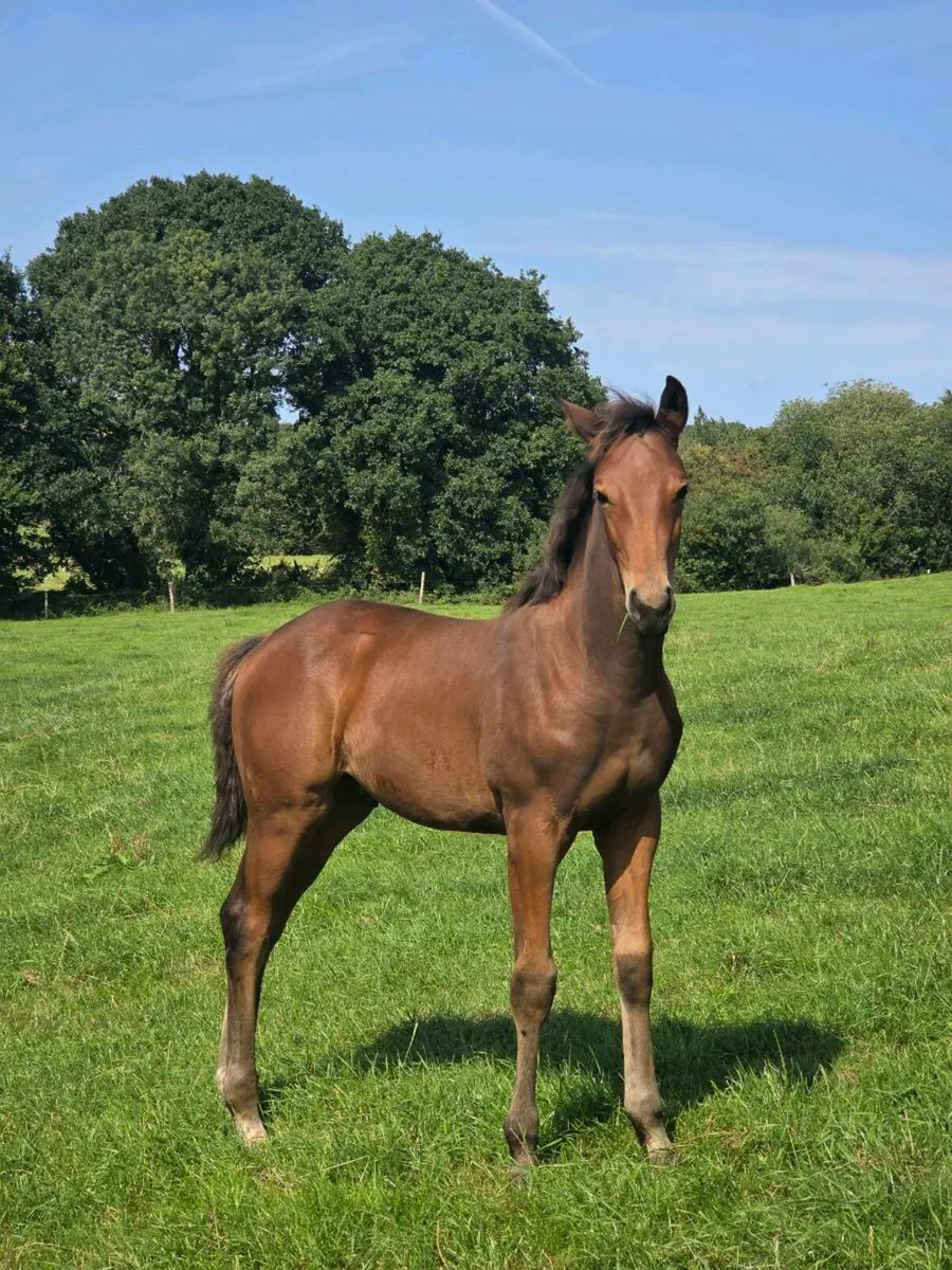 COLT FOAL by HHS CORNET- near Gorsebridge - Image 1