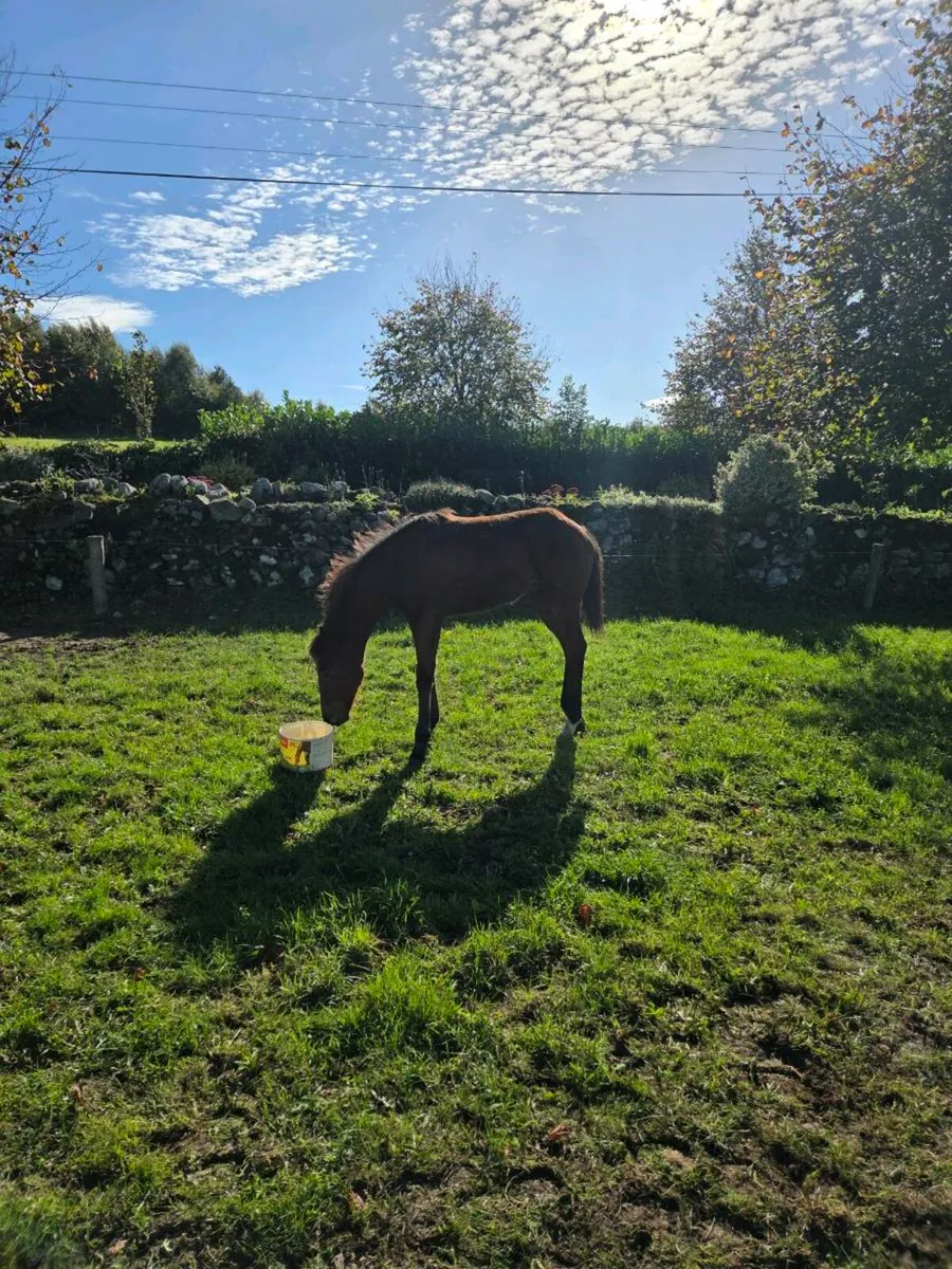 COLT FOAL by HHS CORNET- near Gorsebridge - Image 2