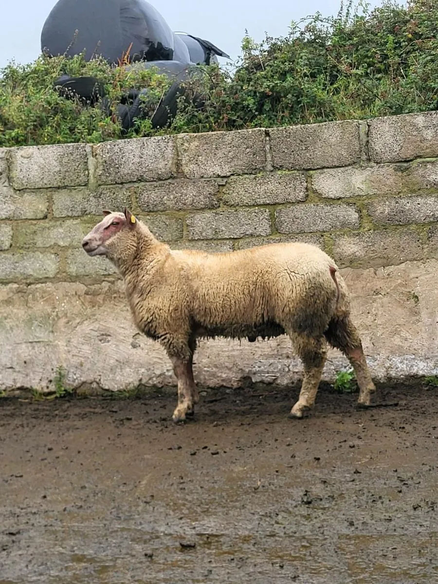 PBR Charollais Ram and ewe lambs - Image 1