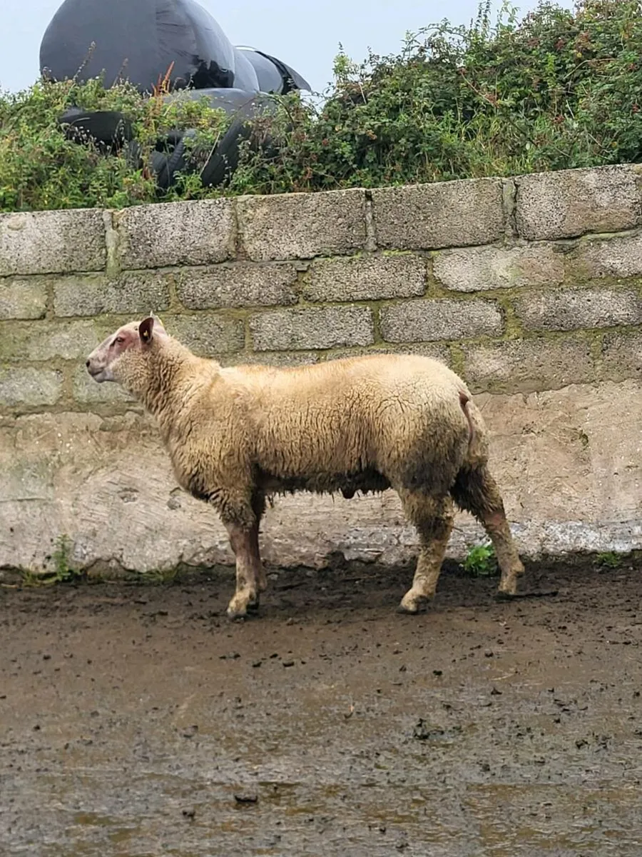 PBR Charollais Ram and ewe lambs - Image 2