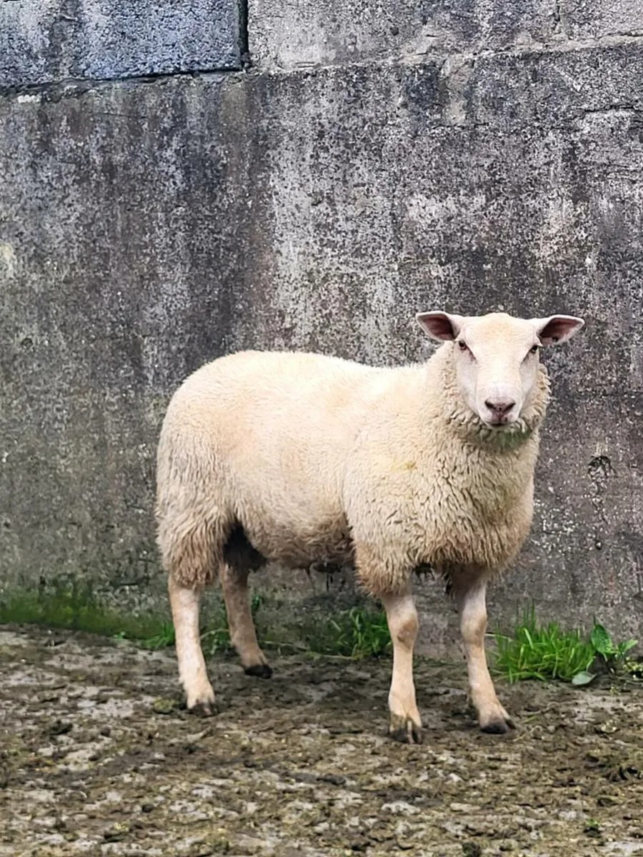 PBR Charollais Ram and ewe lambs - Image 4