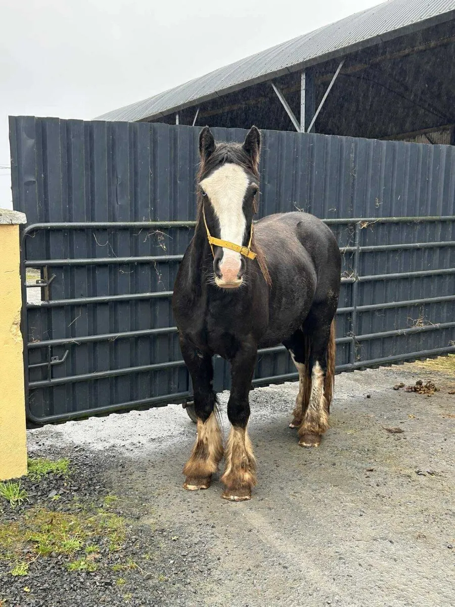 Cob gelding to make 15/2 plus - Image 3