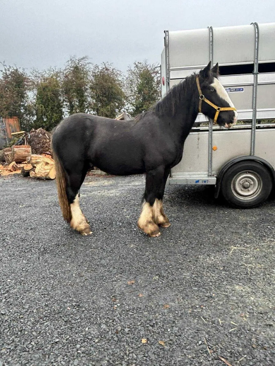 Cob gelding to make 15/2 plus - Image 2