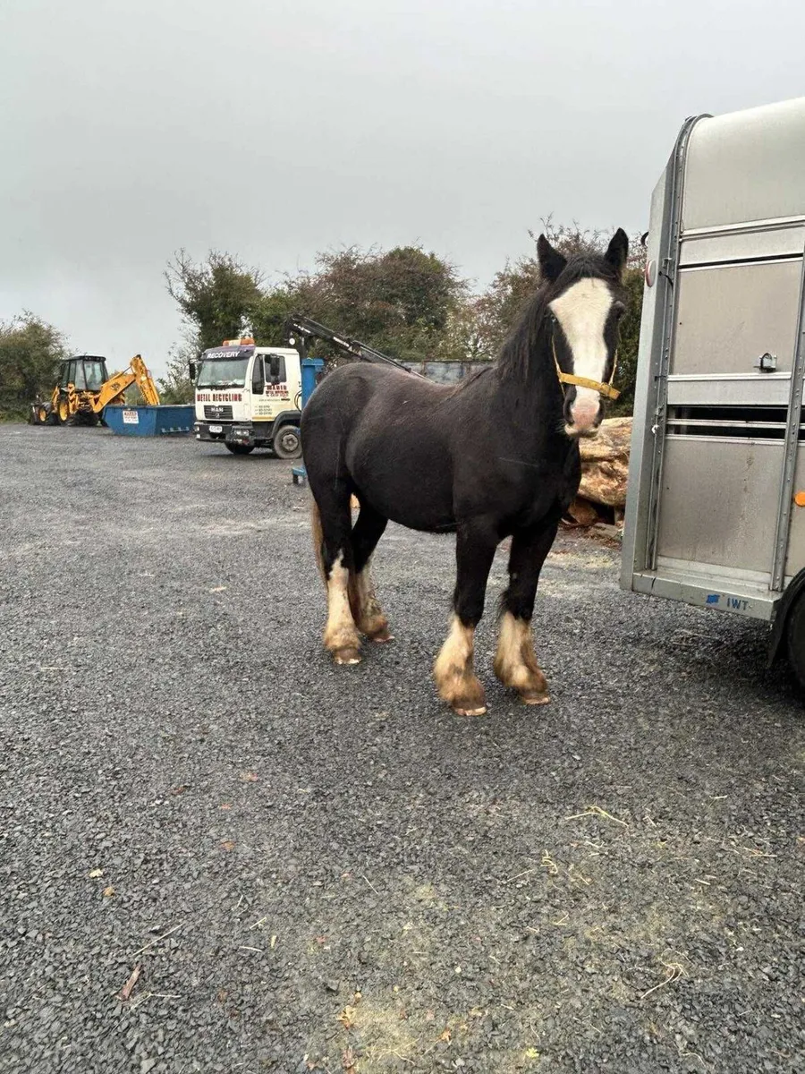 Cob gelding to make 15/2 plus - Image 4