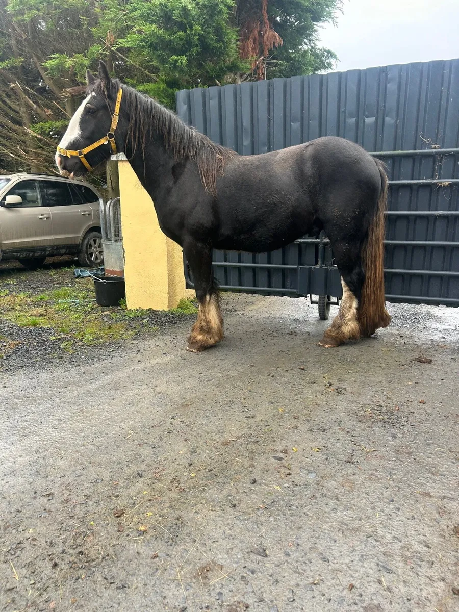 Cob gelding to make 15/2 plus - Image 1