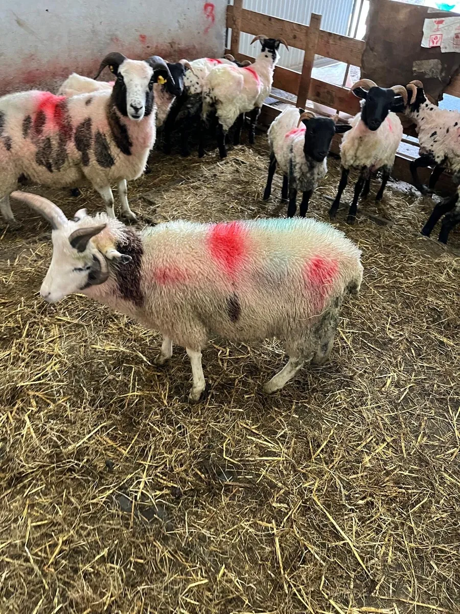 Jacob Ram Lamb - Image 1