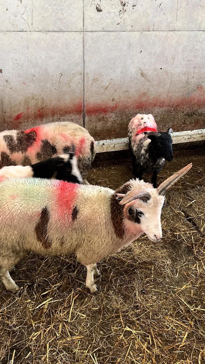 Jacob Ram Lamb - Image 2