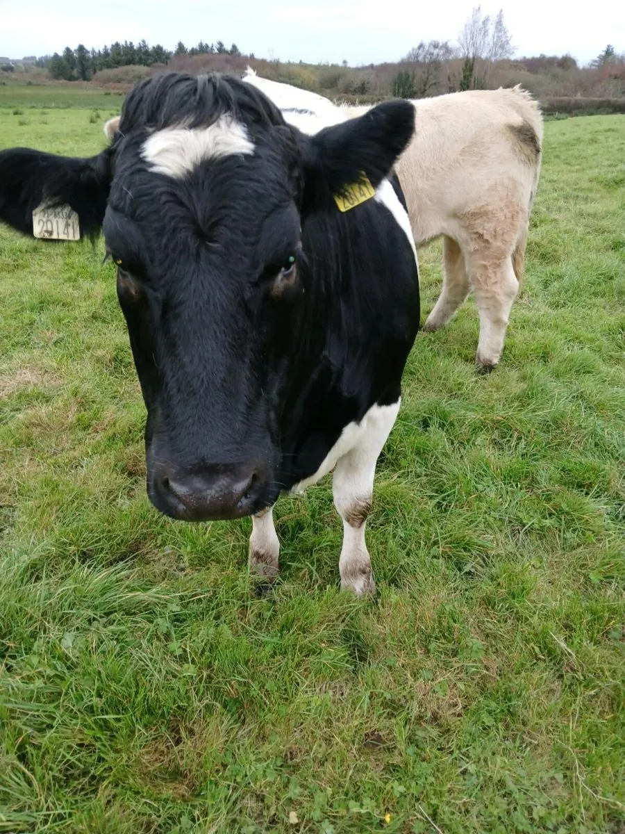 Belgian Blue breeding heifer for sale - Image 1