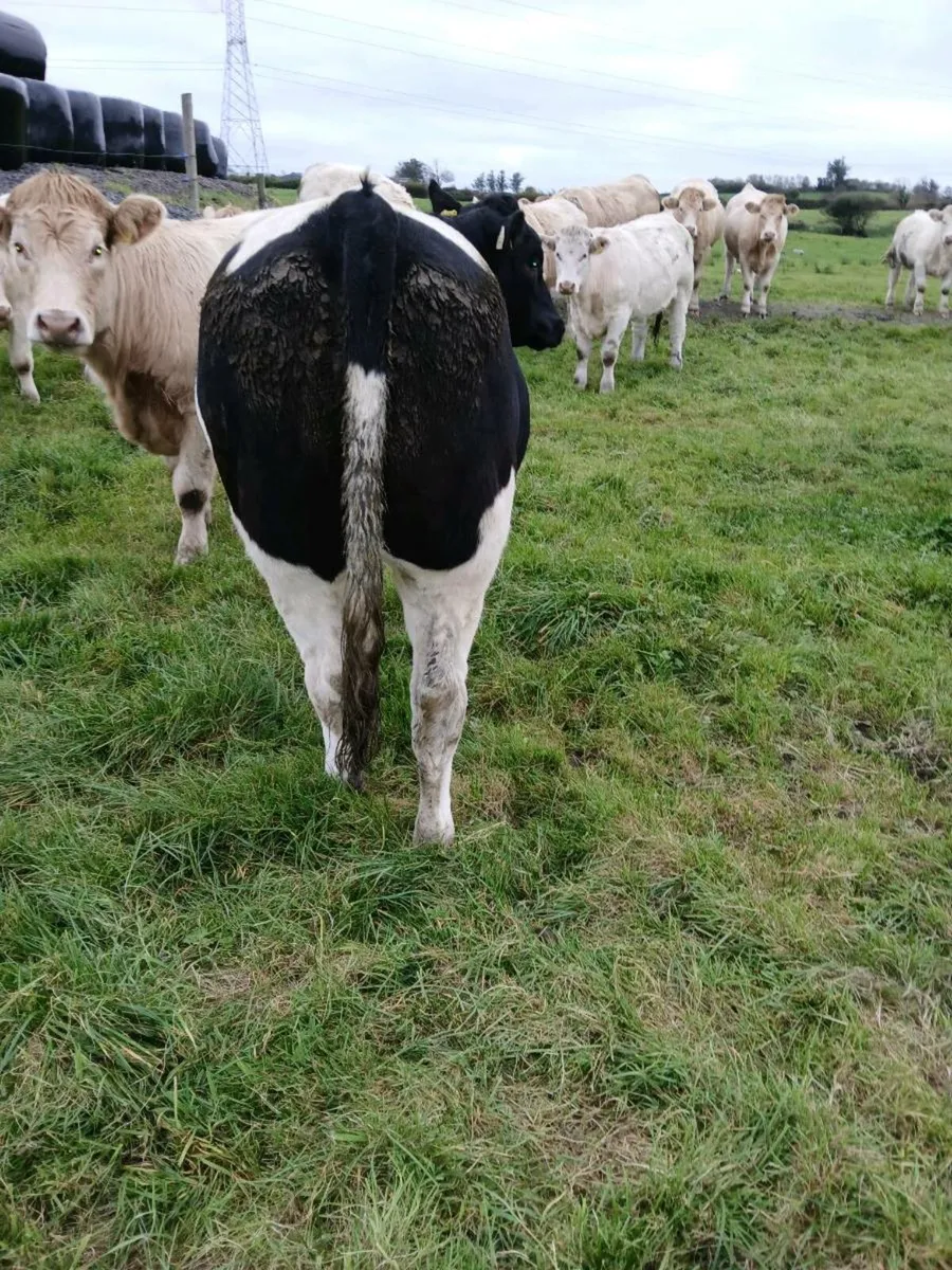 Belgian Blue breeding heifer for sale - Image 2