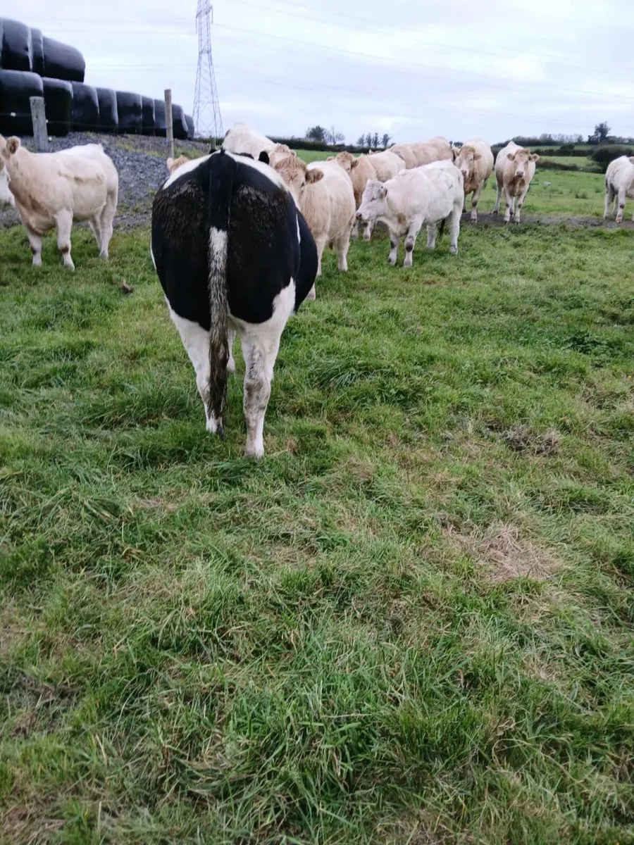 Belgian Blue breeding heifer for sale - Image 3