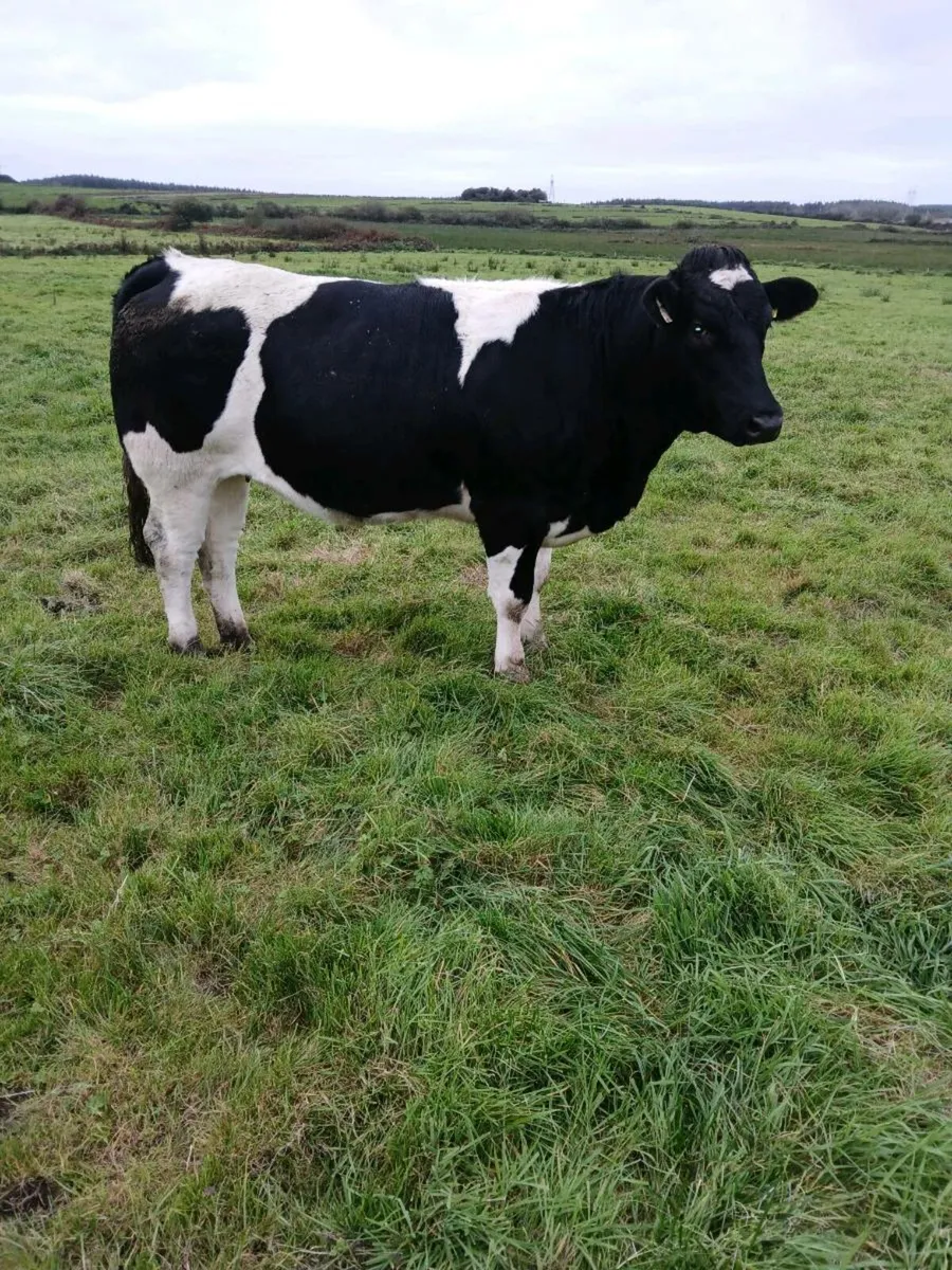 Belgian Blue breeding heifer for sale - Image 4