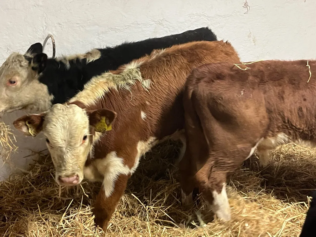 5 Super 200kg Bull Weanlings - Image 1