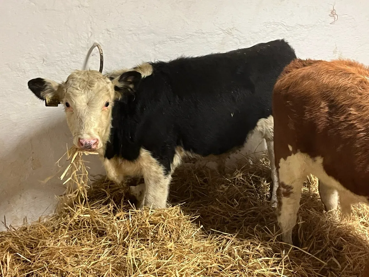 5 Super 200kg Bull Weanlings - Image 2