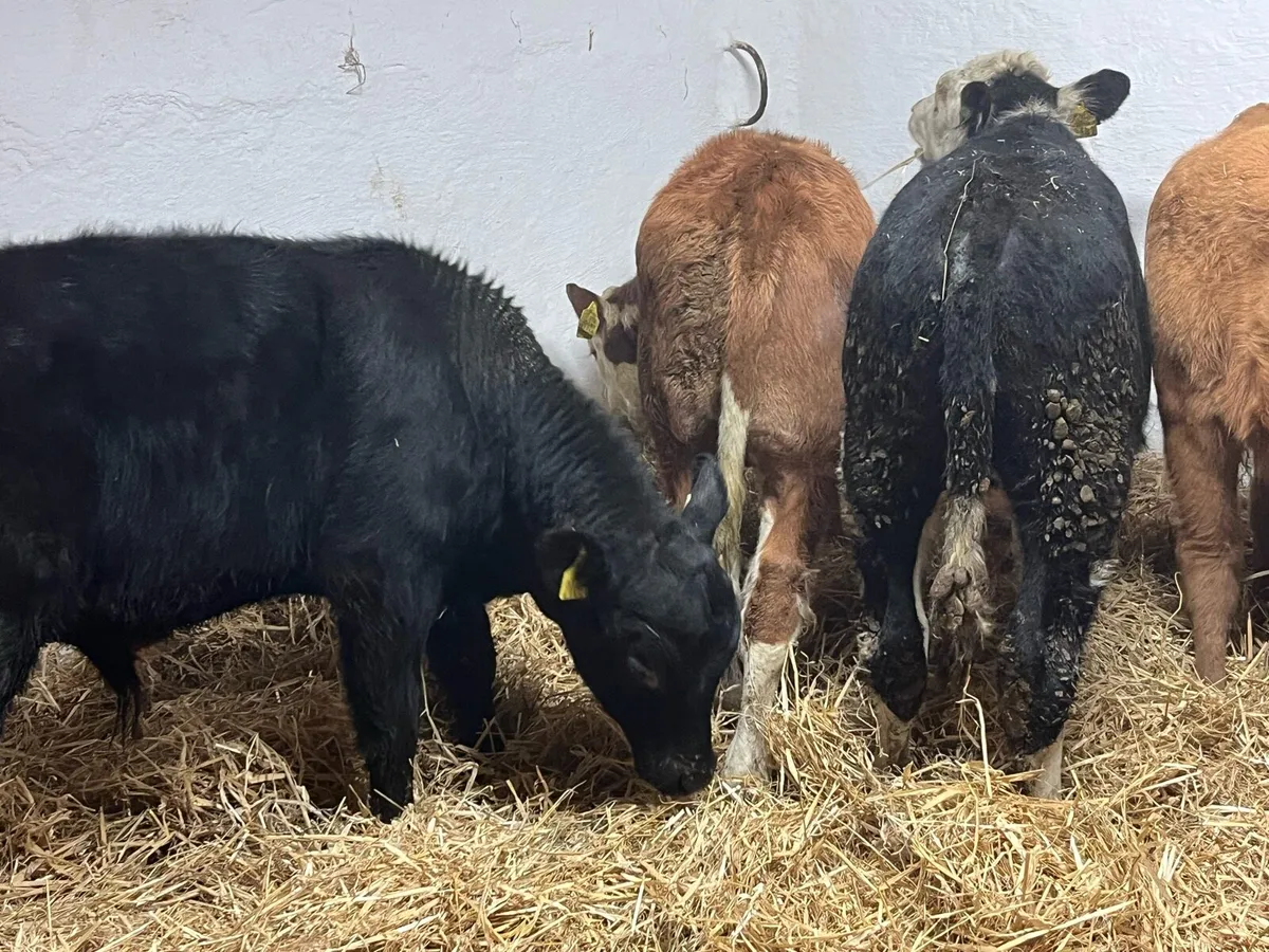 5 Super 200kg Bull Weanlings - Image 3