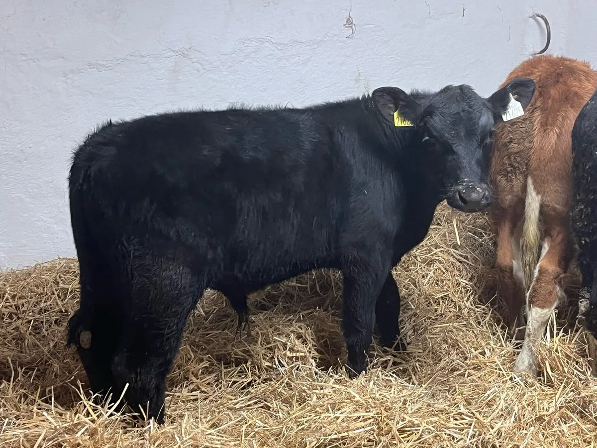 5 Super 200kg Bull Weanlings - Image 4