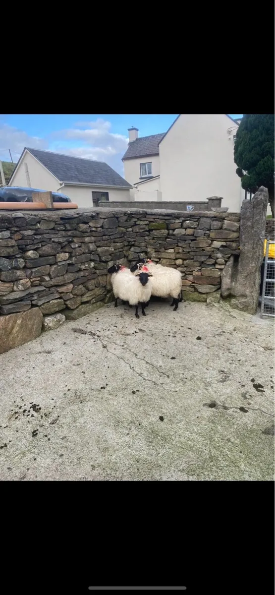 Ewe lambs - Image 1