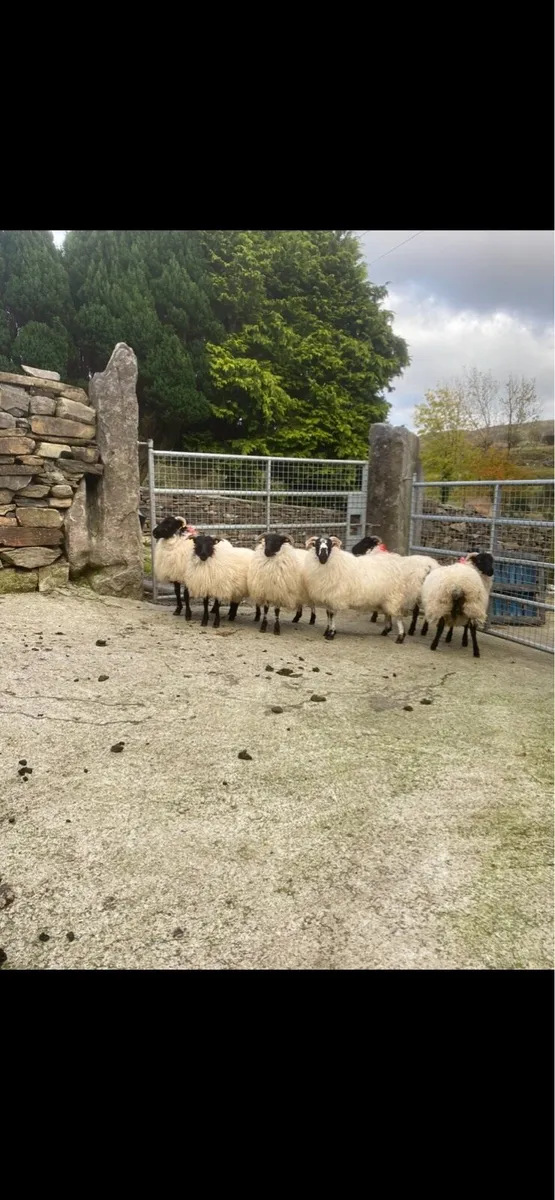 Ewe lambs - Image 2