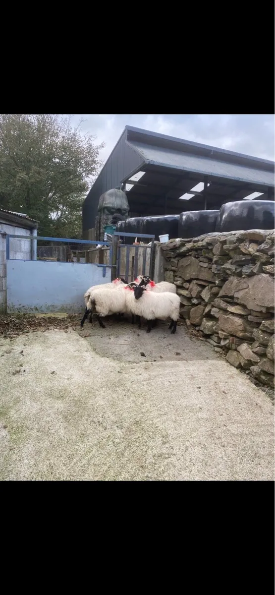 Ewe lambs - Image 3